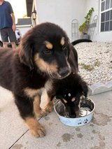 UPDATE: OWNER FOUND?? in Hamilton Co., FL, Florida