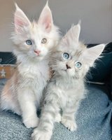 kittens available in Aurora, Illinois