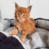 kittens in Aurora, Illinois