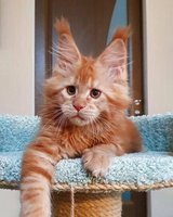 kittens for adoption in Aurora, Illinois