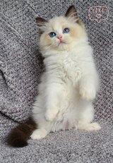 Radgoll kittens in Aurora, Illinois