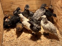 BYM chicks in Rolla, Missouri