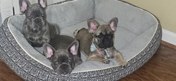 french bull dog pups in Fort Knox, Kentucky