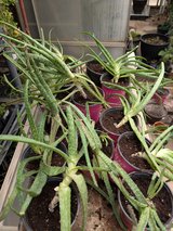 Aloe Vera plants in Alamogordo, New Mexico