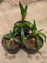 Spineless Yucca Plants in Alamogordo, New Mexico
