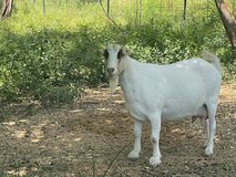 Mini LaMancha mix in Kingwood, Texas