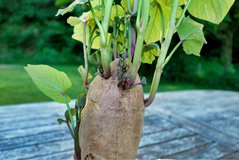 Sweet Potato Slips in Okinawa, Japan