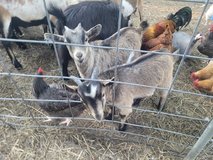 goats in Fort Polk, Louisiana