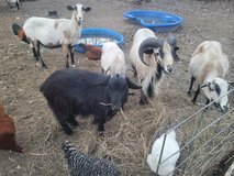 goats, blackbelly sheep, chickens in Fort Polk, Louisiana