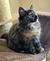 Siberian Forest kitten in Ramstein, Germany