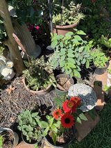 Beautiful Plants for SALE in Kingwood, Texas