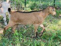 Mini Nubian mix in Kingwood, Texas