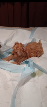 Small female dog in Fort Leonard Wood, Missouri