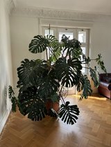 Massive Monstera in Wiesbaden, GE