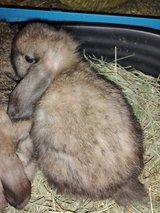 Holland Lops in Fort Polk, Louisiana