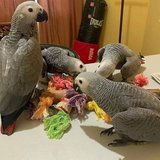 Meet the stunning African grey parrot — one of the most intelligent and affectionate companion b... in 29 Palms, California