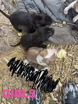 Free puppies in DeRidder, Louisiana