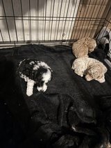 toy poodles for sale ! in Fort Polk, Louisiana
