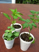 Plant Sale / Homegrown Organic in Chicago, Illinois