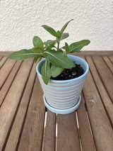 Periwinkle Plant in Okinawa, Japan