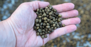 wanting manure in Fort Leonard Wood, Missouri