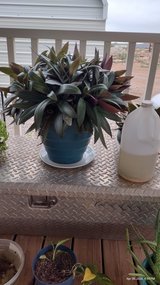 Large house plant in Alamogordo, New Mexico