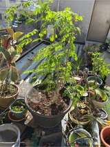 moringa plant for sale in Okinawa, Japan