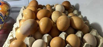 Fresh Eggs in Camp Lejeune, North Carolina