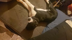 puppy in Fort Leonard Wood, Missouri
