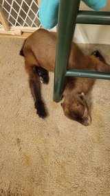 Male Baby Goat in Fort Polk, Louisiana