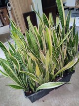 Snake Plant For Sale With 2 1/2 Foot Planter in Camp Lejeune, North Carolina