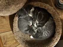 9 kittens need homes asap! in Camp Lejeune, North Carolina