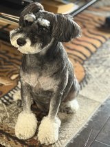 Miniature Schnauzers in Okinawa, Japan