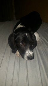 puppy in Fort Leonard Wood, Missouri