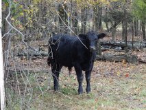 Healthy Angus Calves in Fort Polk, Louisiana