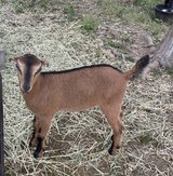 Mini Nubian mix in Kingwood, Texas