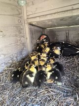 DUCKLING ?? in Fort Leonard Wood, Missouri
