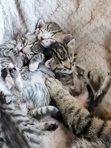 Sweet Kittens for Adoption – 3 Females & 1 Male in Ramstein, Germany