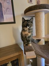 Siberian Forest kitten in Baumholder, GE