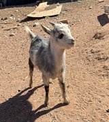 Nigerian Dwarf Buckling in Alamogordo, New Mexico