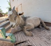 Nigerian Dwarf Buckling in Alamogordo, New Mexico