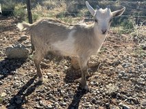 Nigerian Dwarf Doeling in Alamogordo, New Mexico