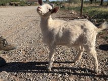 Nigerian Dwarf Doeling in Alamogordo, New Mexico