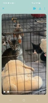 Homeless kitten rescue in Spring, Texas