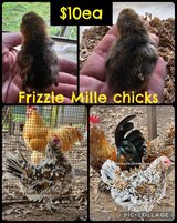 chicks, quail, goslings and guinea keets in Fort Polk, Louisiana