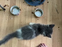 8 kittens need homes asap! in Camp Lejeune, North Carolina
