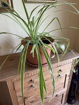 Spider plant in Ramstein, Germany