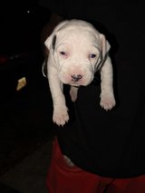 Razor Edge Bully Puppy (Female) in Fort Benning, Georgia