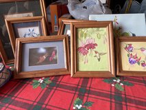 Humming bird pictures in Alamogordo, New Mexico