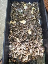 Jumbo pharoah quail chicks in Fort Polk, Louisiana